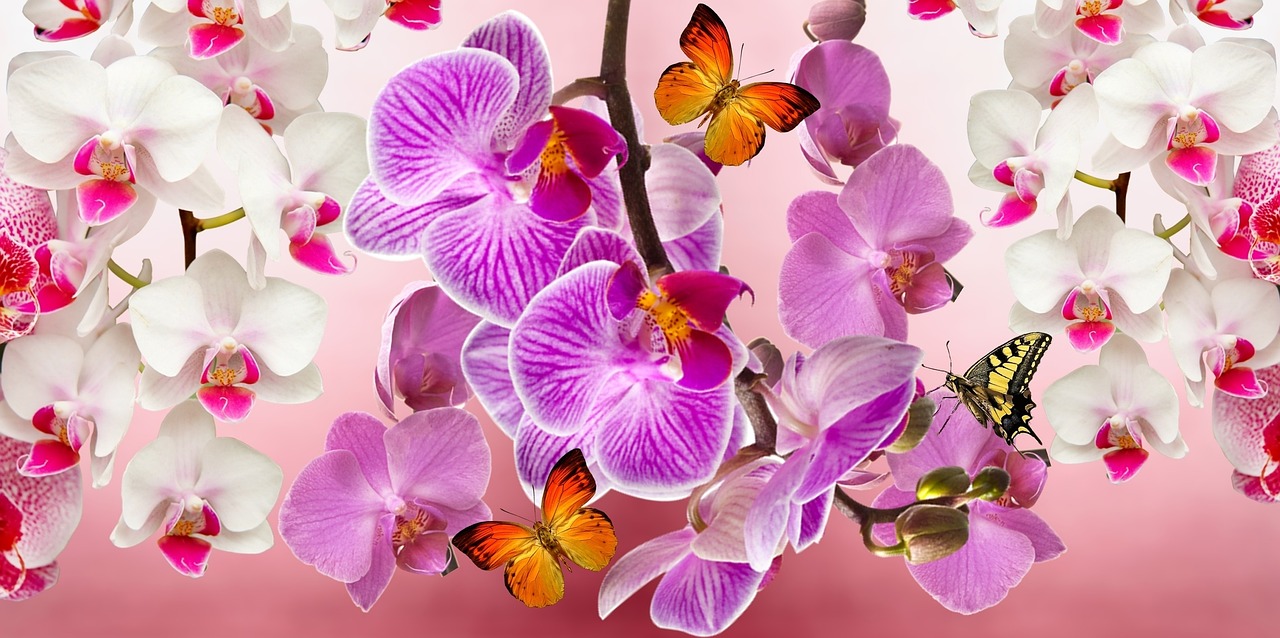 orchids-866609_1280
